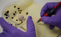 Determination of Total Bacterial/Mould and Yeast Count in RM & FP