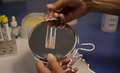 Microbial Limit Test For S.Aureus, E.Coli, Salmonella and Pseudomonas Aeruginosa